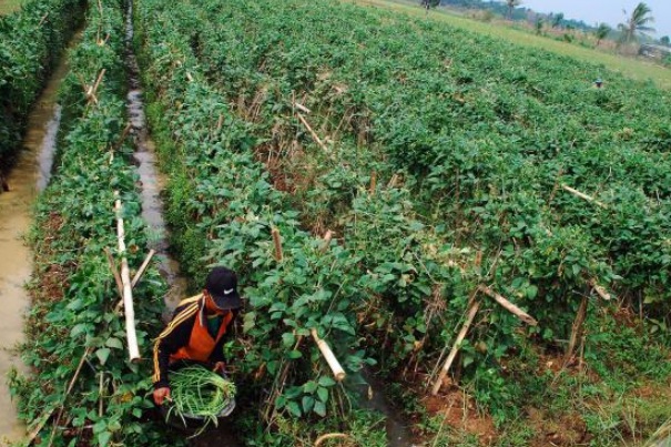 Petani yang tengah memanen sayuran jenis kacang panjang di Tangerang, Banten - Bisnis