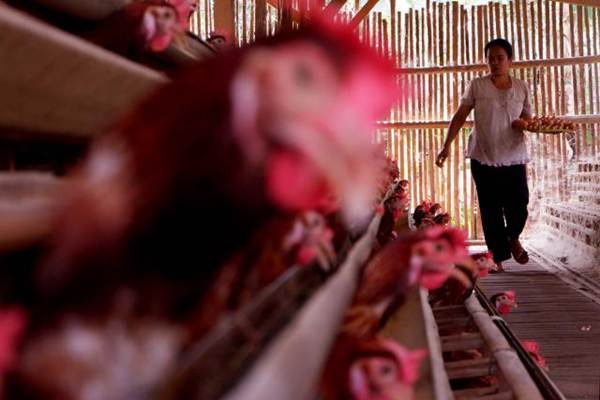 Wanita di Australia Tewas Setelah Dipatuk Ayam