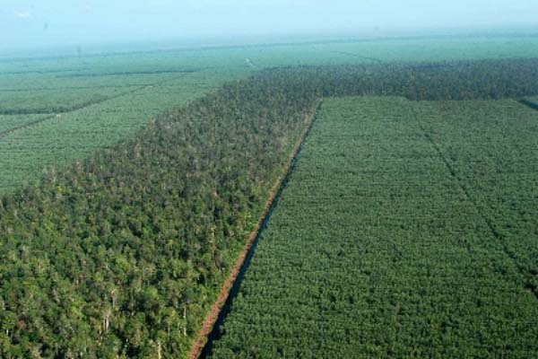 Produksi Hasil Hutan Nonkayu Indonesia Melejit