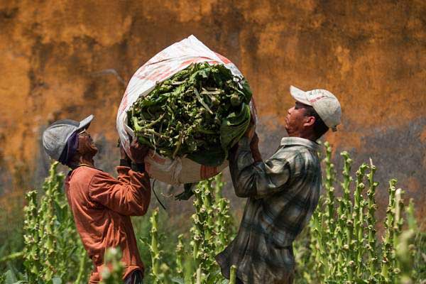 Produksi Industri Hasil Tembakau Terancam Turun Drastis - Ekonomi ...