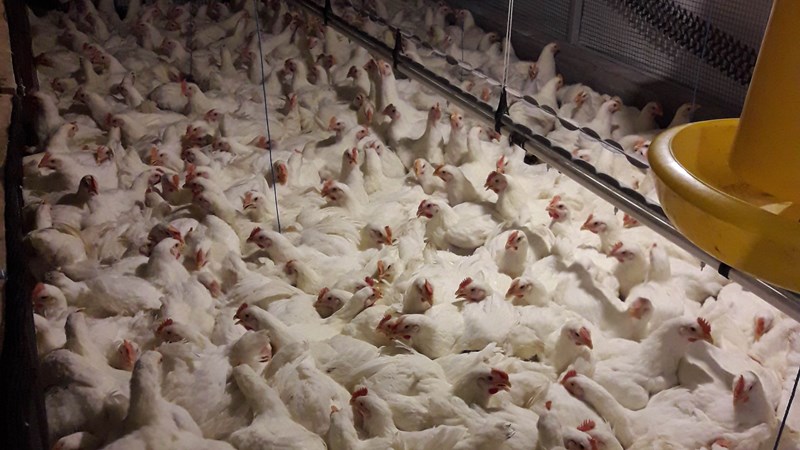 Pemerintah Beri Alokasi Khusus Impor Bibit Ayam Broiler