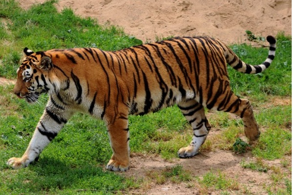 Harimau Sumatra Mangsa Ternak Warga BKSDA Datangkan Pawang