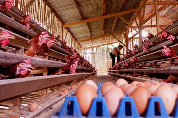 Regulasi Harga Acuan Ayam Segera Direvisi, Ini Rincian Besarannya
