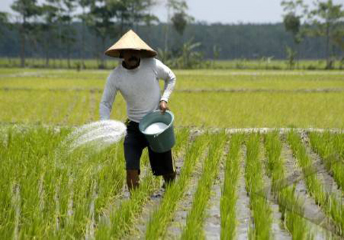 Kementan Pastikan Akan Lanjutkan Subsidi Input Pertanian Ekonomi Bisnis Com