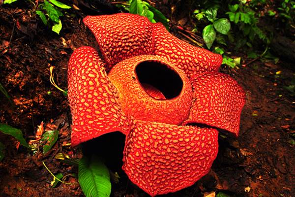 Bunga Raflesia Arnoldi - wikipedia