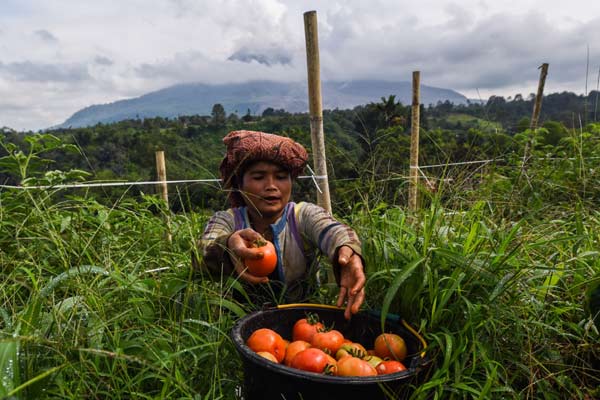 Petani memanen tomat di sebuah lahan pertanian di lereng gunung Sinabung, Karo, Sumatera Utara - ANTARA 