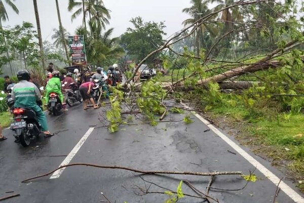 Sebuah pohon tumbang dan menutup akses jalan di salah satu daerah di Kabupaten Magelang. - Antara/BPBD Kabupaten Magelang