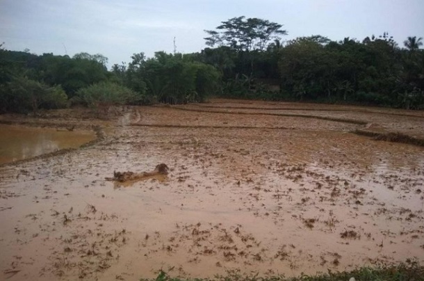 Petani Kabupaten Lebak, Banten, selama 21 hari terakhir terdampak bencana banjir dan longsor. Saat ini para petani belum kembali bekerja karena sebagian besar tinggal di posko pengungsian juga masih terdapat lokasi terisolasi. - Antara