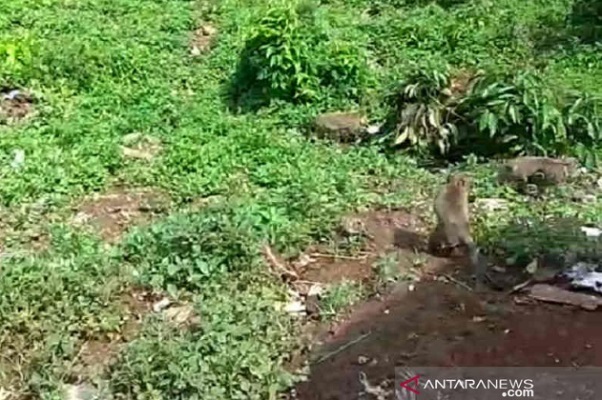 Kawanan monyet ekor panjang yang menyerbu lahan pertanian dan rumah warga di Desa Cibeureum, Kabupaten Kuningan.  - Antara
