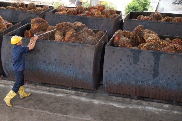 Pekerja menyusun tandan buah segar kelapa sawit untuk diolah menjadi Crude Palm Oil (CPO) di Pabrik Kelapa Sawit Adolina milik PTPN IV, di Serdang Bedagai, Sumatera Utara, Selasa (13/8/2019). - ANTARA FOTO/Irsan Mulyadi