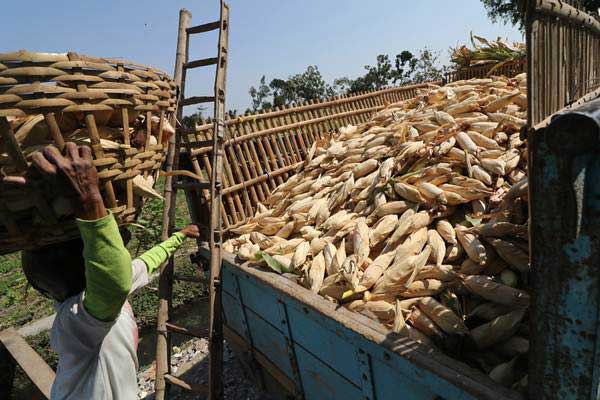 Buruh tani memindahkan jagung ke dalam bak truk usai dipetik di area pertanian Desa Paron, Kediri, Jawa Timur, Senin (6/8/2018). - ANTARA/Prasetia Fauzani