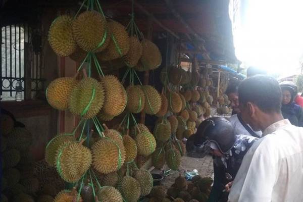 Durian Badui memadati kios pedagang di Kabupaten Lebak ternyata dapat mendongkrak ekonomi masyarakat mulai pemilik buah, pemetik buah, buruh panggul, pengemudi hingga pedagang pengecer. - Antara