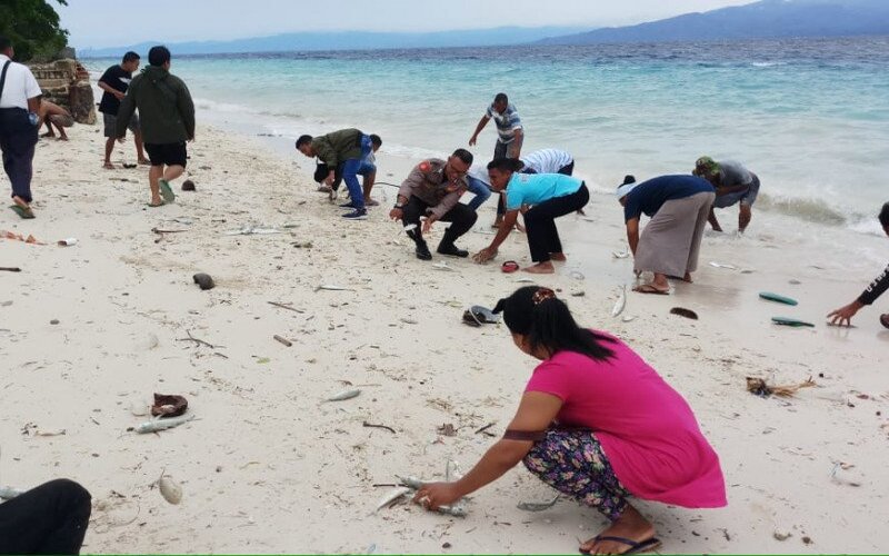 7400 Jual Ikan Air Laut Di Pantai HD