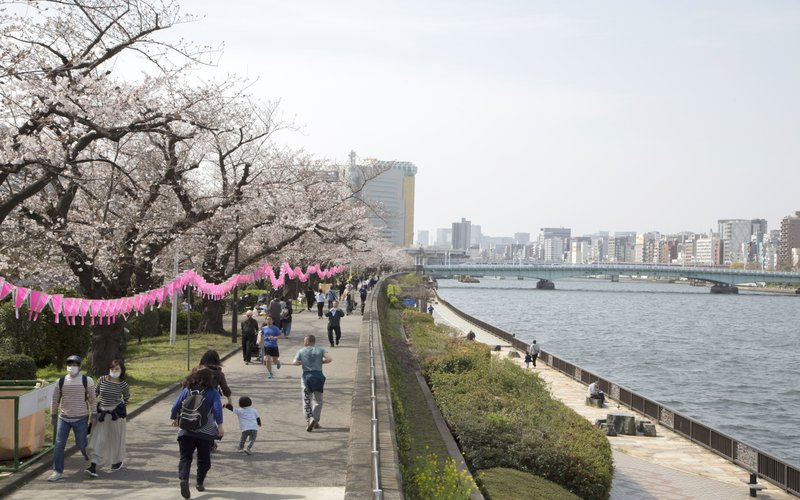 Pejalan kaki menikmati sakura yang bermekaran di tepi Sungai Sumida, Tokyo, Jepang -  Bloomberg/Loulou D\'Aki