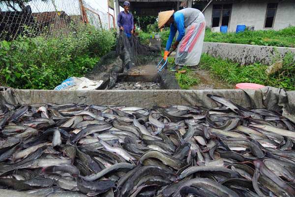 Pekerja memanen ikan lele hasil budidaya di Tegalrejo, Sawit, Boyolali, Jawa Tengah, Rabu (2/1/2019). - ANTARA FOTO/Aloysius Jarot Nugroho