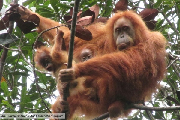 Orangutan Tapanuli dengan anak kembar - Doc.SOCP