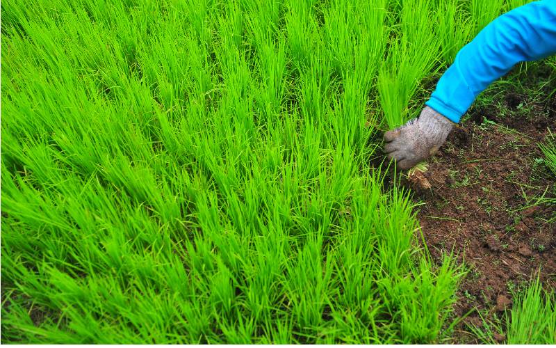 Petani mengumpulkan bibit padi usia 3 pekan di tempat pembibitan sawah tadah hujan Niaso, Maro Sebo, Muarojambi, Jambi, Kamis (30/4 - 2020). /Antara