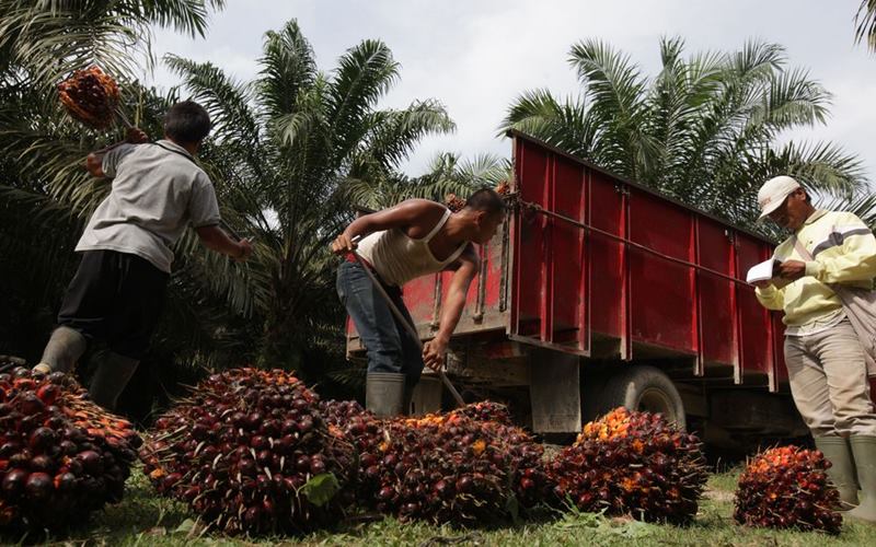 Pekerja mengangkat buah sawit yang dipanen di Kisaran, Sumatera Utara, Indonesia. - Dimas Ardian / Bloomberg