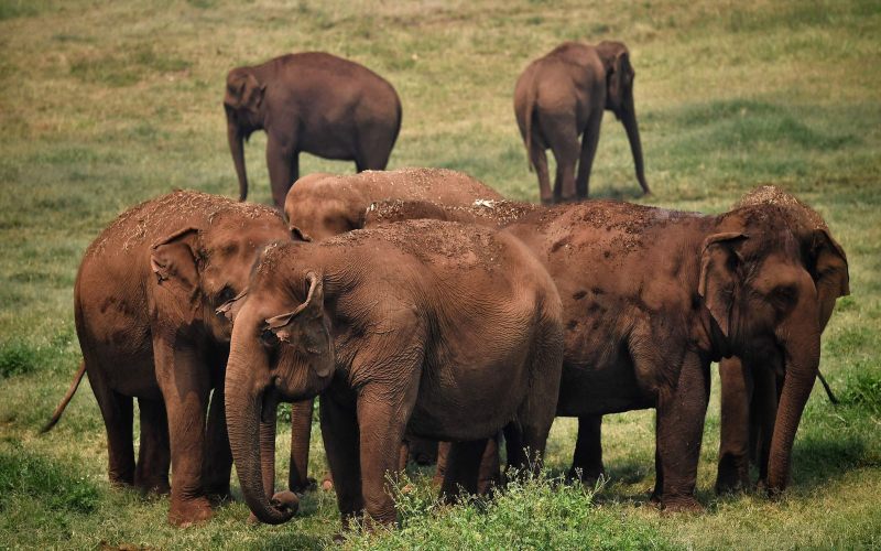Warga di Thailand melepaskan gajah ke alam liar untuk mencegah terjadi kelaparan pada gajah-gajah. - Sky
