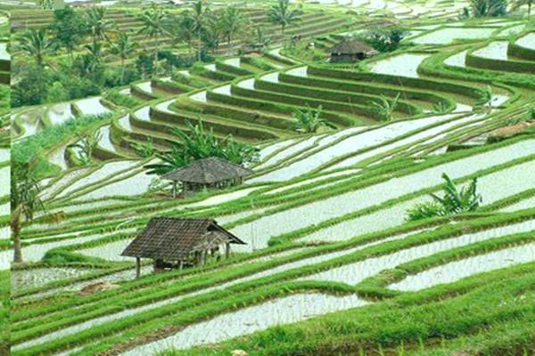 Sektor Pertanian Jadi Alternatif Penopang Ekonomi Bali