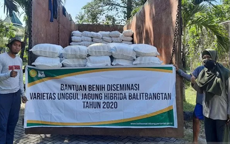Benih jagung hibrida toleran kekeringan hasil inovasi Badan Litbang Pertanian siap disalurkan untuk petani di Nusa Tenggara Timur (NTT). ANTARA