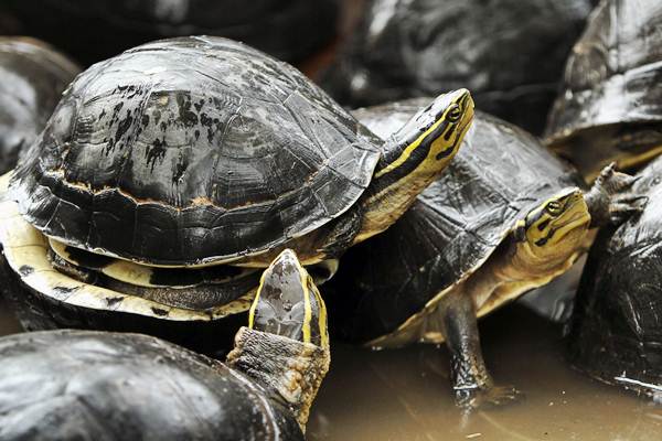 Peringatan World Turtle Day Ini Perbedaan Penyu Dan Kura Kura Kabar24 Bisnis Com