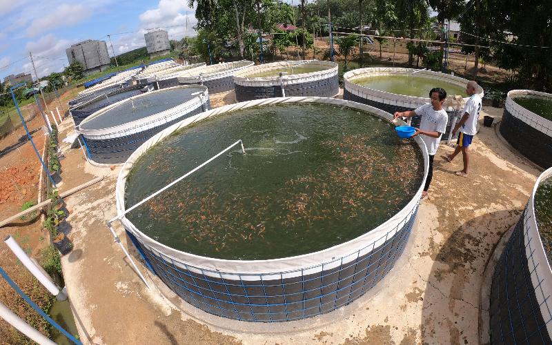 IUlustrasi-Warga memeriksa kondisi ikan nila berumur 3 pekan yang dibudidayakan menggunakan sistem bioflok di Sungai Duren, Jambi Luar Kota, Muarojambi, Jambi, Minggu (26/4/2020). - ANTARA