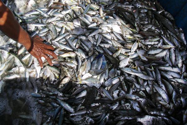 Papua Barat Siap Pasok Ikan dan Cabai Sulawesi, Maluku, Papua