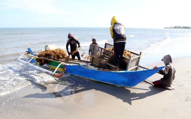 Nelayan memindahkan rumput laut yang dipanennya di Kabupaten Bantaeng Sulawesi Selatan, Senin (4/9 - 2019). BISNIS.COM