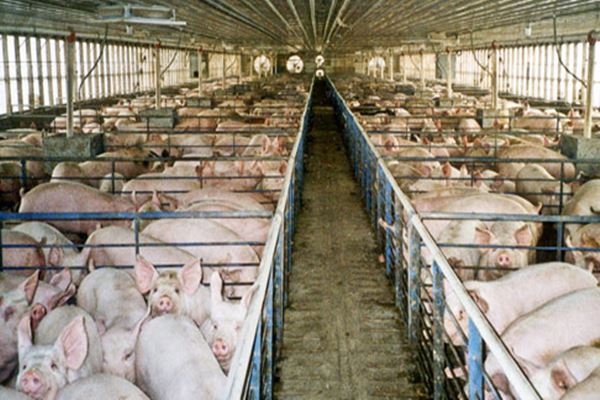 878 Ekor Ternak Babi Mati di Palembang Positif Terserang Demam Afrika