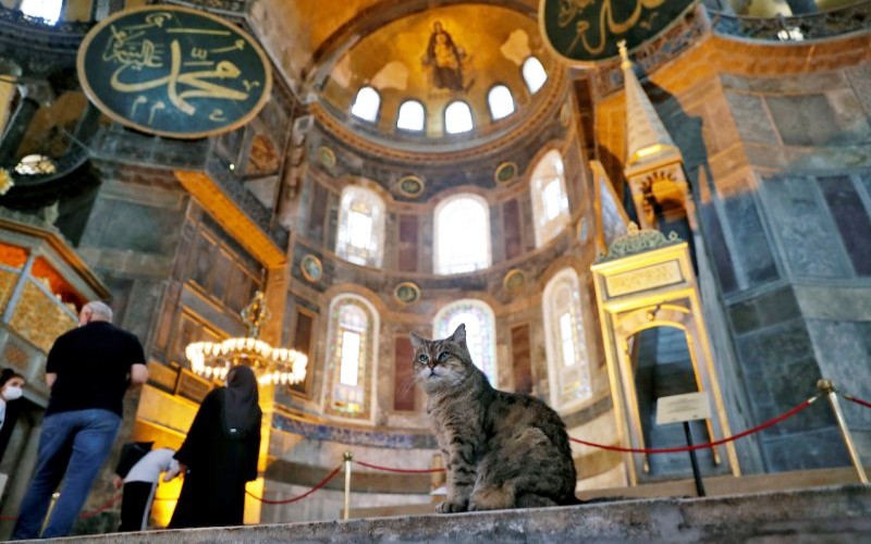 Gli, kucing yang tinggal di Hagia Sophia atau Ayasofya. Hagia Sophia adalah bangunan bersejarah yang ditetapkan sebagai warisan dunia oleh UNESCO. Foto ini diambil di Istanbul, Turki, pada 2 Juli 2020./ANTARA - Reuters/Murad Sezer