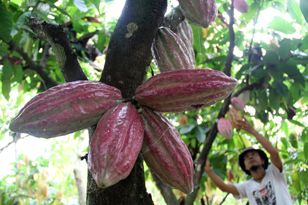 Ilustrasi: Pekerja memeriksa buah kakao. - Bisnis