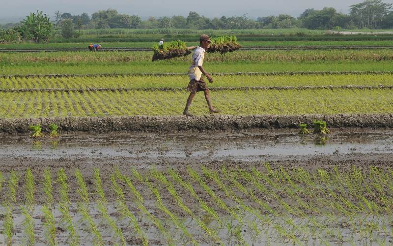 Petani memikul benih padi yang akan di tanam pada lahan pertanian di Sawit, Boyolali, Jawa Tengah, Selasa (5/5/2020). - Antara