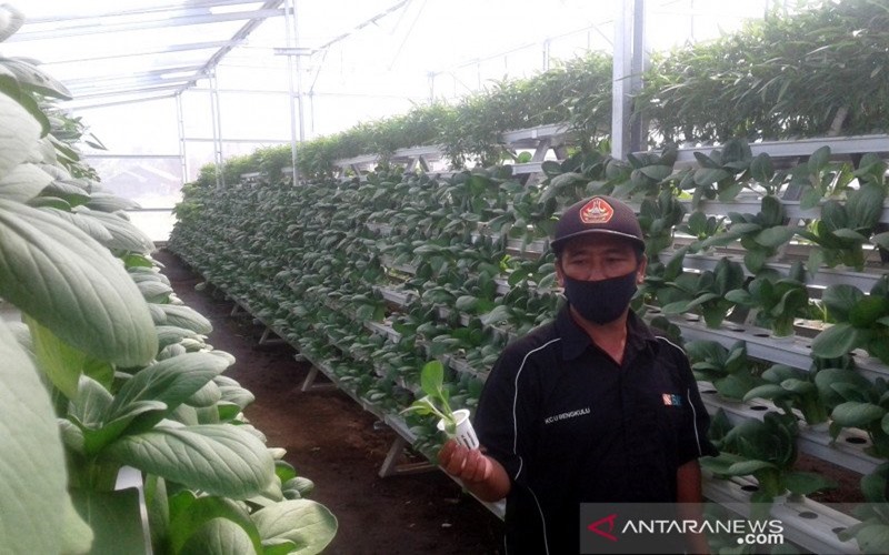 Sayuran organik yang ada di kebun Namar Farm Hidroponik di Kelurahan Tunas Harapan, Kecamatan Curup Utara, Bengkulu. - Antara/Nur Muhamad