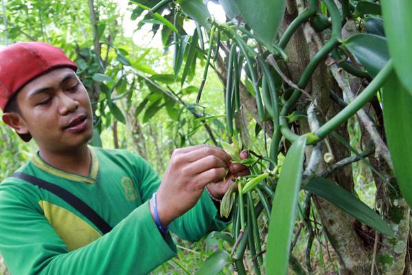 Petani mengawinkan bunga tanaman vanili di Desa Onondowa, Kecamatan Rampi, Kabupaten Luwu Utara, Sulawesi Selatan, Selasa (15/1/2019). - Bisnis/Paulus Tandi Bone 