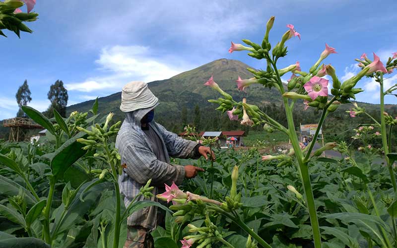 Petani merawat tanaman tembakau jenis Mantili di lereng gunung Sindoro Desa Canggal, Candiroto, Temanggung, Jawa Tengah, Jumat (19/6/2020). ANTARA FOTO - Anis Efizudin