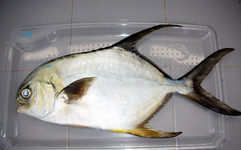 Bawal Bintang Sirip Panjang milik BPBL Batam. Intansi ini menjadi satu-satunya balai perikanan di Indonesia yang berhasil memproduksi secara massal ikan Bawal Hibrida. - Bisnis/Bobi Bani
