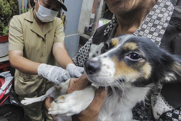 Kemenkes: Hanya 8 Provinsi di Indonesia yang Bebas Rabies