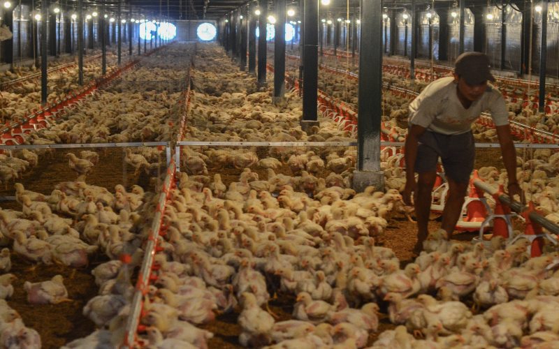 Pekerja memeriksa kondisi kandang dan ayam di peternakan ayam modern Naratas, Desa Jelat, Kabupaten Ciamis, Jawa Barat, Sabtu (11/4 - 2020). /Antara