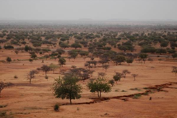 Kawasan terkering di Afrika, Sahel, berubah jadi hijau karena perubahan iklim. - Istimewa