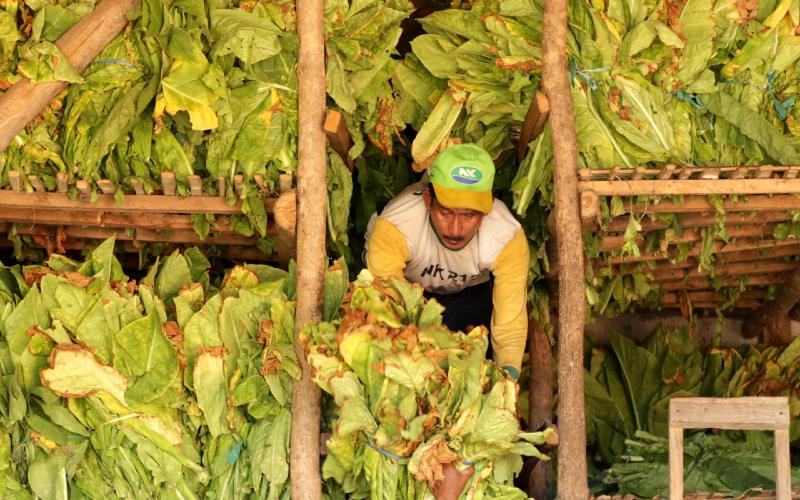 Pekerja memasukan daun tembakau hasil panen ke dalam gudang di Sidowangi Wongsorejo, Banyuwangi, Jawa Timur, Senin (21/9/2020). Petani setempat mengaku terpaksa menyimpan hasil panen di gudangnya dikarenakan harga tembakau turun dan kesulitan menjual hasil panennya karena tidak ada permintaan dari pabrik. - ANTARA