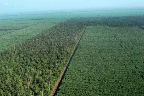 Ilustrasi hutan. Permintaan bahan baku pellet kayu, serpih kayu serta briket arang dari Indonesia terus meningkat, walaupun nilai ekspor energi biomasa Indonesia ke luar negeri baru mencapai US50 juta. - Antara