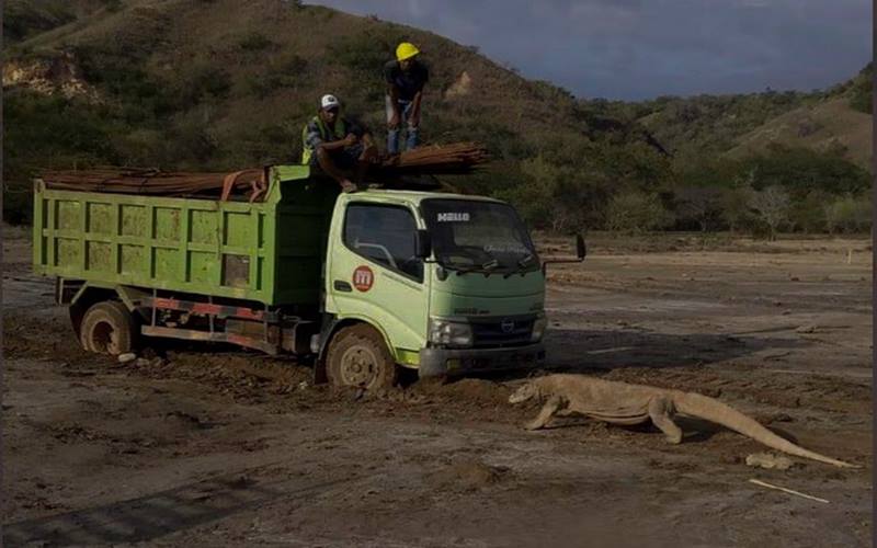 Komodo berhadapan dengan truk proyek penataan sarana dan prasarana wisata alamdi Taman Nasional Komodo. JIBI - Bisnis/Nancy Junita @Twitter Kawan Baik Komodo