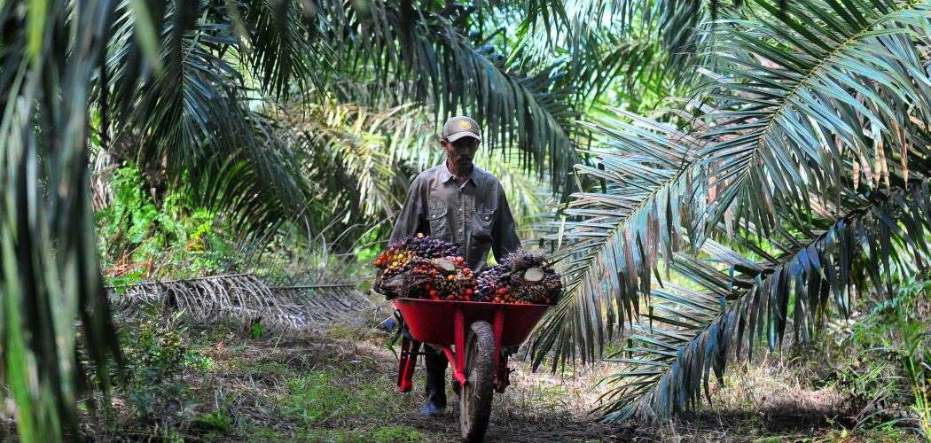 Pekerja mengangkut tandan buah segar (TBS) kelapa sawit di Muara Sabak Barat, Tajungjabung Timur, Jambi, Jumat (10/7/2020). - Antara / Wahdi Septiawan.