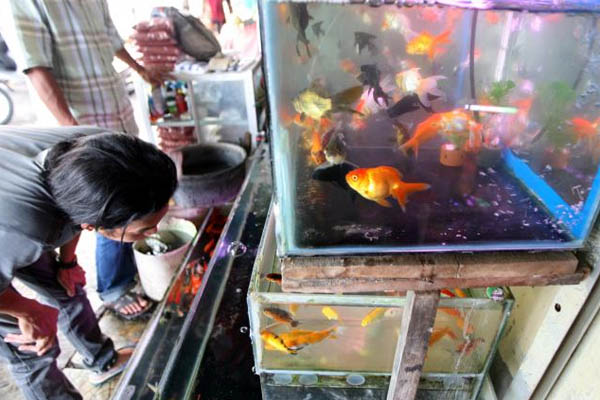 Ikan hias asli indonesia yang menjadi primadona pasar adalah
