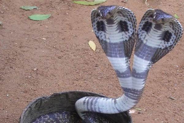 Cara ular biak sanca berkembang dengan Ular Sanca