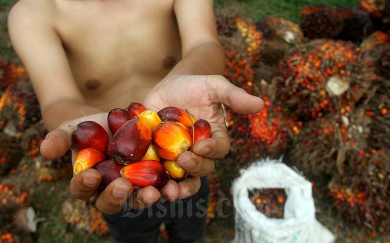 Pekerja menata kelapa sawit saat panen di kawasan Kemang, Kabupaten Bogor, Minggu (30/8/2020)./Bisnis - Arief Hermawan P