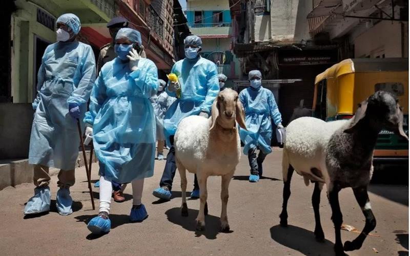 Petugas medis menggunakan alat pelindung diri saat berjalan melewati domba untuk melakukan verifikasi dari rumah ke rumah apabila ditemukan kasus atau gejala terkait Virus Corona di sebuah wilayah pemukiman di Ahmedabad, India, Kamis (23/4/2020). - Antara/Reuters