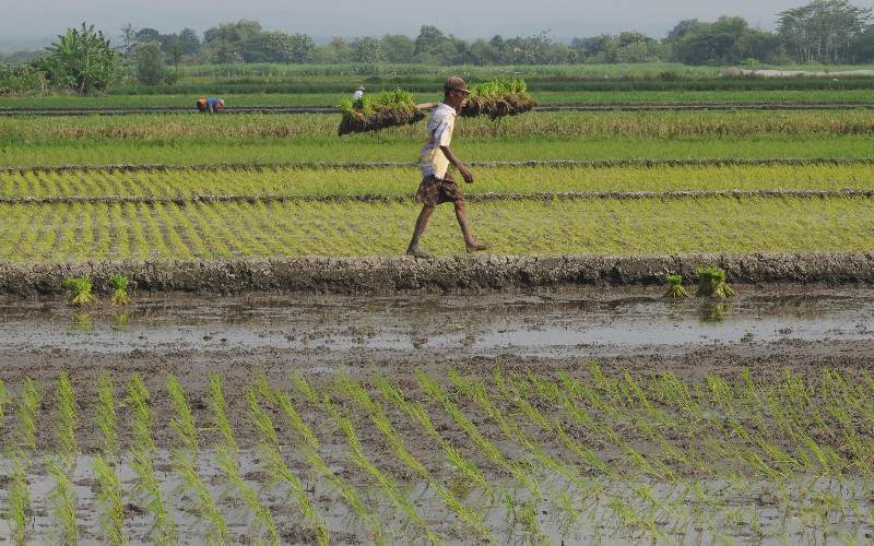 Petani memikul benih padi yang akan di tanam pada lahan pertanian di Sawit, Boyolali, Jawa Tengah, Selasa (5/5 - 2020). / Antara