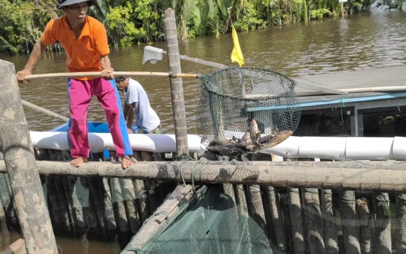 Anggota Kelompok Usaha Perhutanan Sosial (KUPS) sedang panen ikan tirus di Kecamatan Batu Ampar, Kubu Raya, Kalimantan Barat belum lama ini. Foto/Dokumentasi KUPS